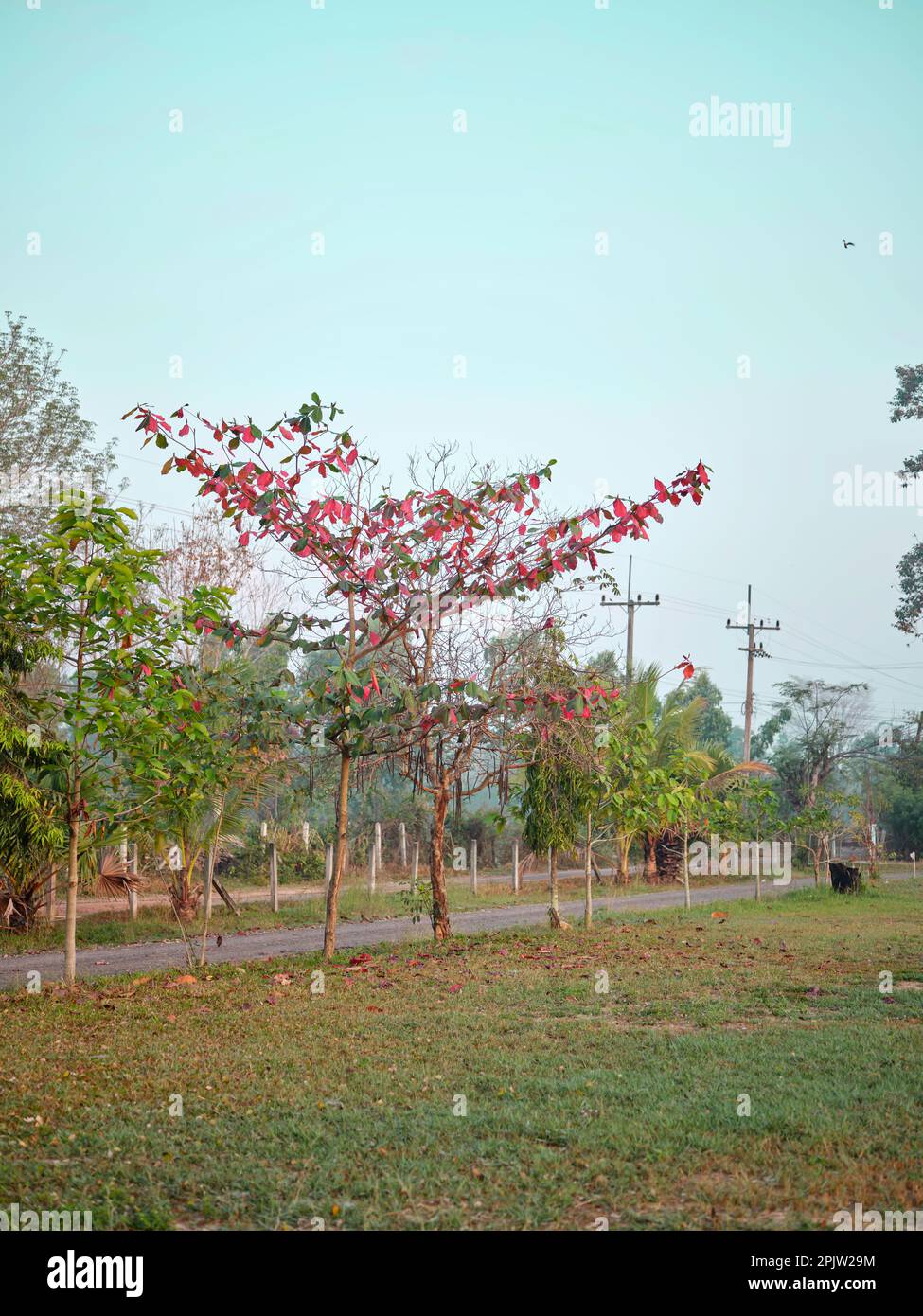 Arbre de MALABAR les feuilles commencent à devenir rouges à l'automne. arrière-plan naturel Banque D'Images