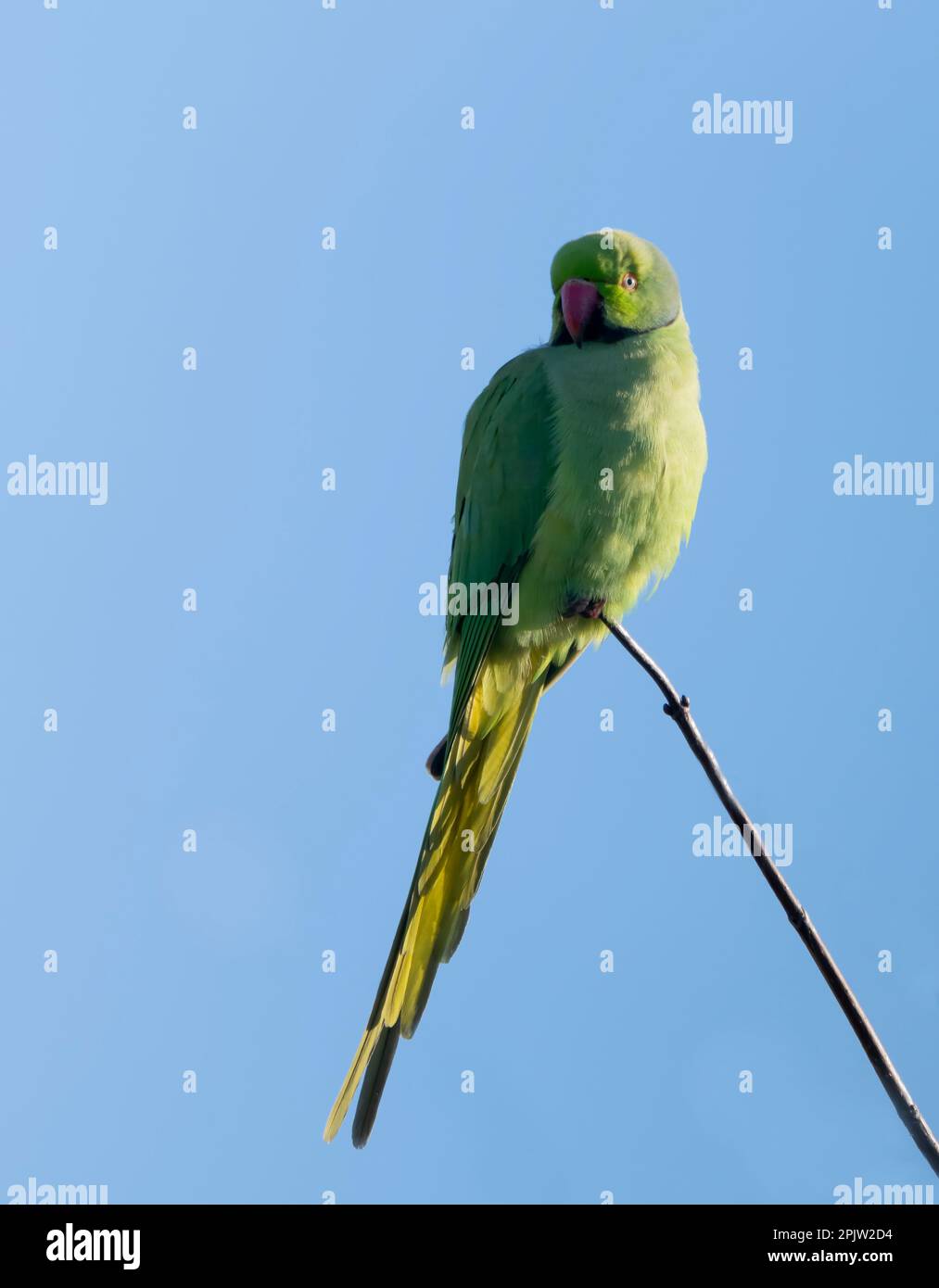 Un Parakeet sauvage perché dans un arbre d'un jardin du Warwickshire Banque D'Images