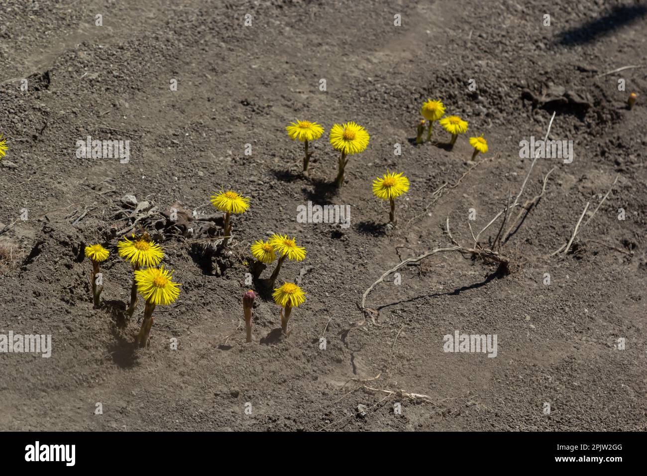 Tussilago farfara, communément appelé coltsfoot, est une plante de la tribu des marguerites de la famille des Asteraceae. Fleurs d'une plante au printemps ensoleillé Banque D'Images