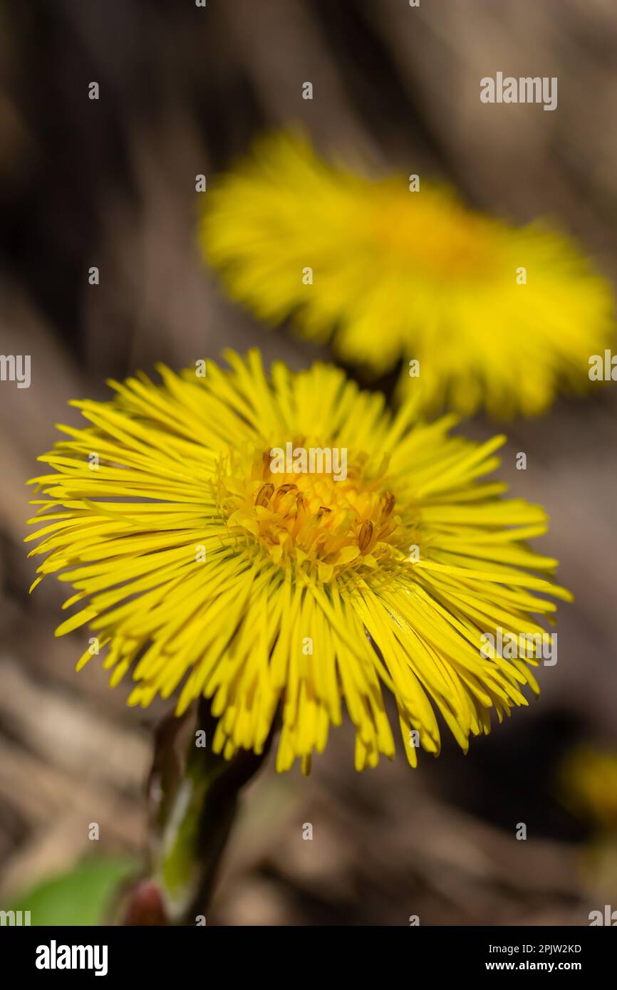 Tussilago farfara, communément appelé coltsfoot, est une plante de la tribu des marguerites de la famille des Asteraceae. Fleurs d'une plante au printemps ensoleillé Banque D'Images