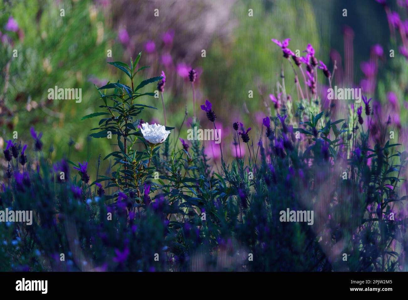 Champ de fleurs de lavande pourpres et une Marguerite blanche avec fond non focalisé Banque D'Images