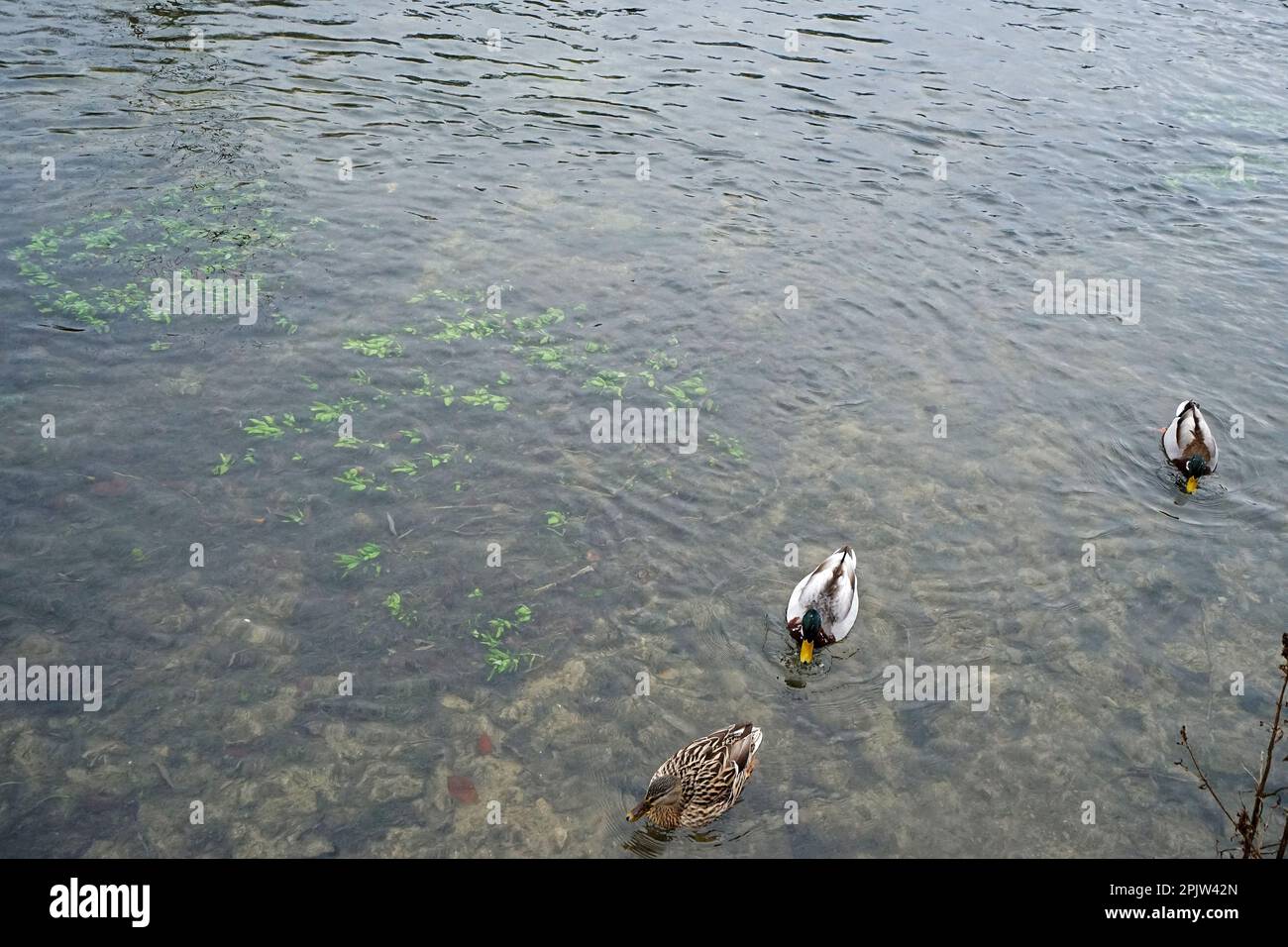 Anatidae Duck (Canard colvert sauvage) nageant dans un parc naturel de rivière limpide Banque D'Images