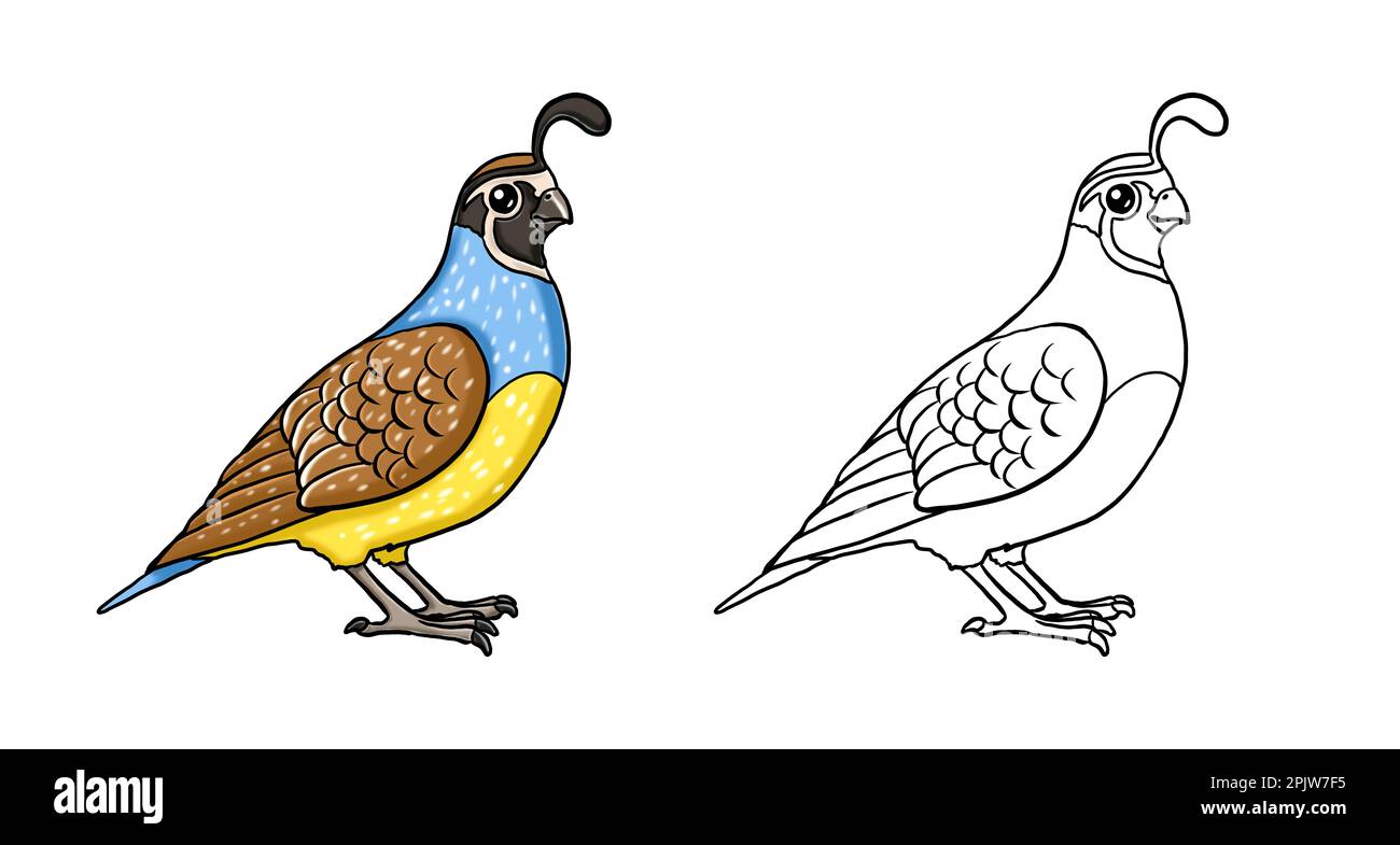 Caille amusante et mignonne pour colorier. Modèle pour un livre de coloriage avec des animaux amusants. Page de coloriage pour enfants. Banque D'Images