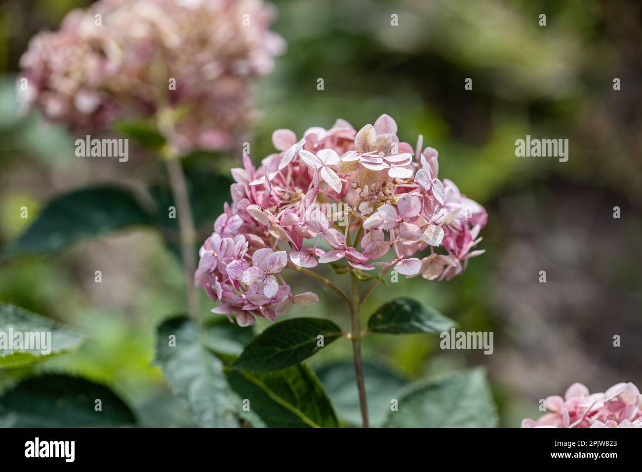 Hydrangea arborescens Incrediball Blush, Sweet Annabelle dans les fleurs de jardin Banque D'Images