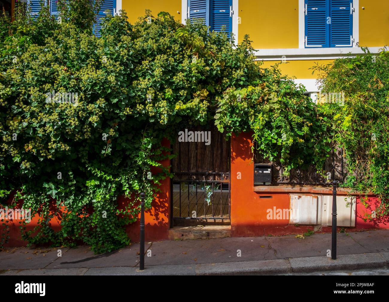 Paris, France, octobre 2022, vue de quelques plantes grimpantes sur un mur orange dans le quartier de Ménilmontant Banque D'Images