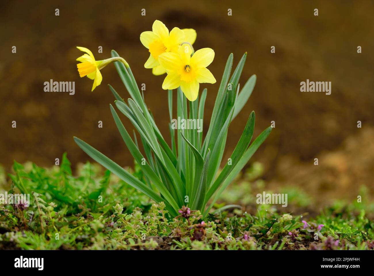Fleurs de jonquille jaunes. Plante individuelle du genre sauvage Narcisse pseudoquescisse. Zone de jardinage Trencin, Slovaquie. Banque D'Images