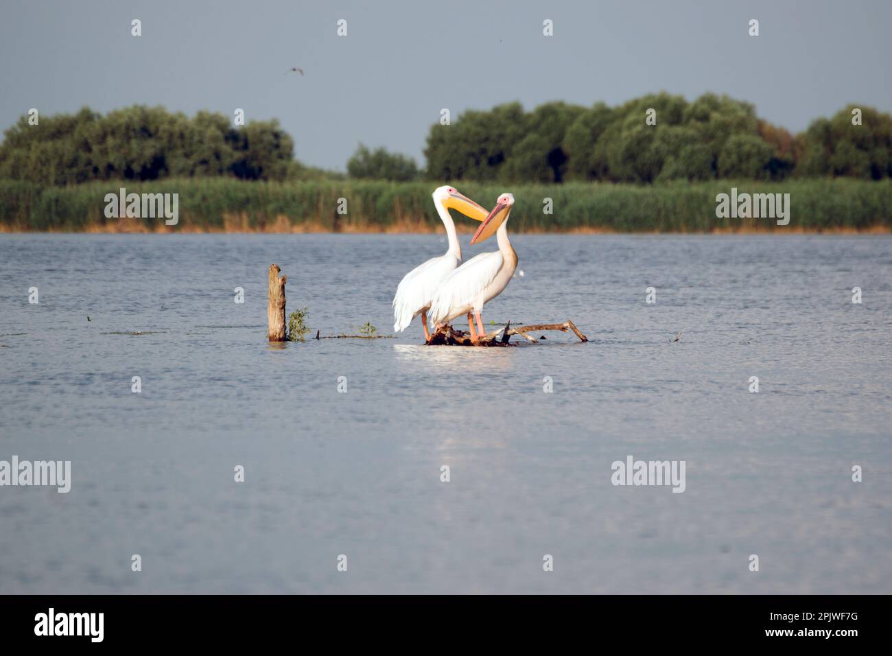Nature sauvage et aquatique dans l'écosystème du delta du Danube : deux pélicans assis sur une branche au milieu d'un lac. Banque D'Images