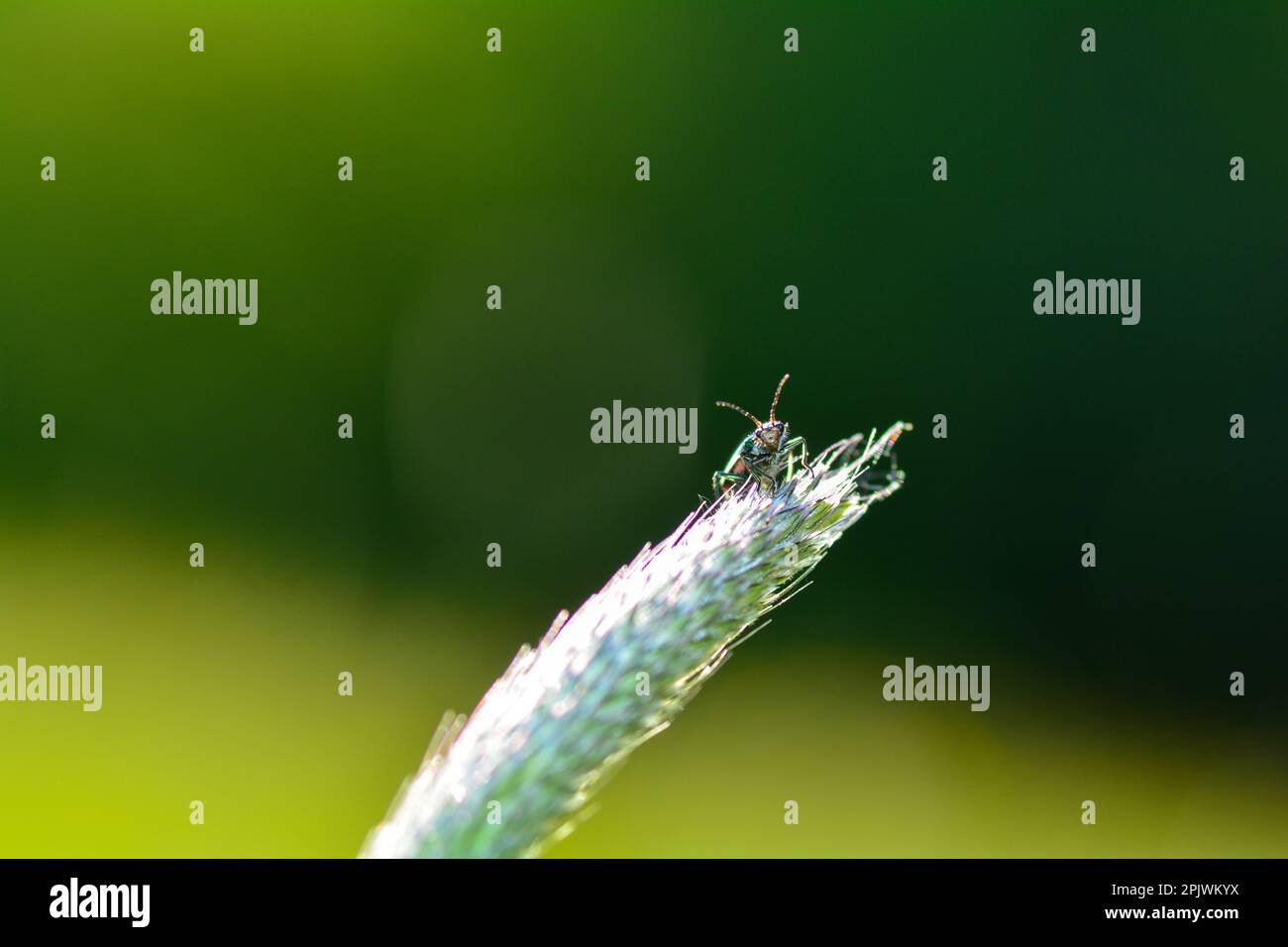 Coléoptère biplace ( Malachius bipustulatus ) sur une plante de nature verte Banque D'Images