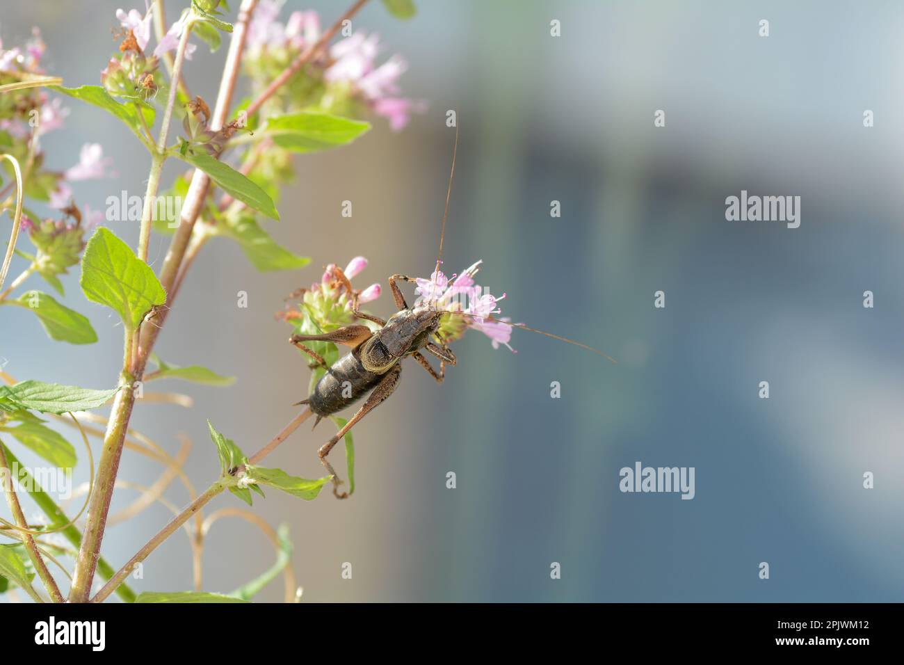 Le cricket commun du Bush ( Pholidoptera griseoaptera ) sur une plante Banque D'Images