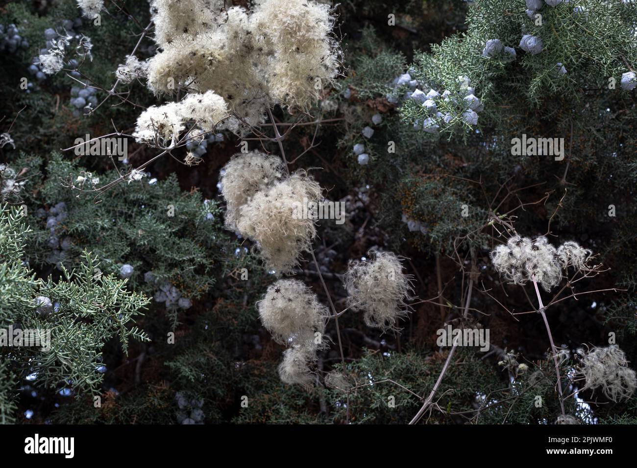 Melaleuca linariifolia. Melaleuca linariifolia est une plante de la famille des myrelles Myrtaceae. Il est communément connu sous le nom de papier à feuilles étroites, neige en été Banque D'Images