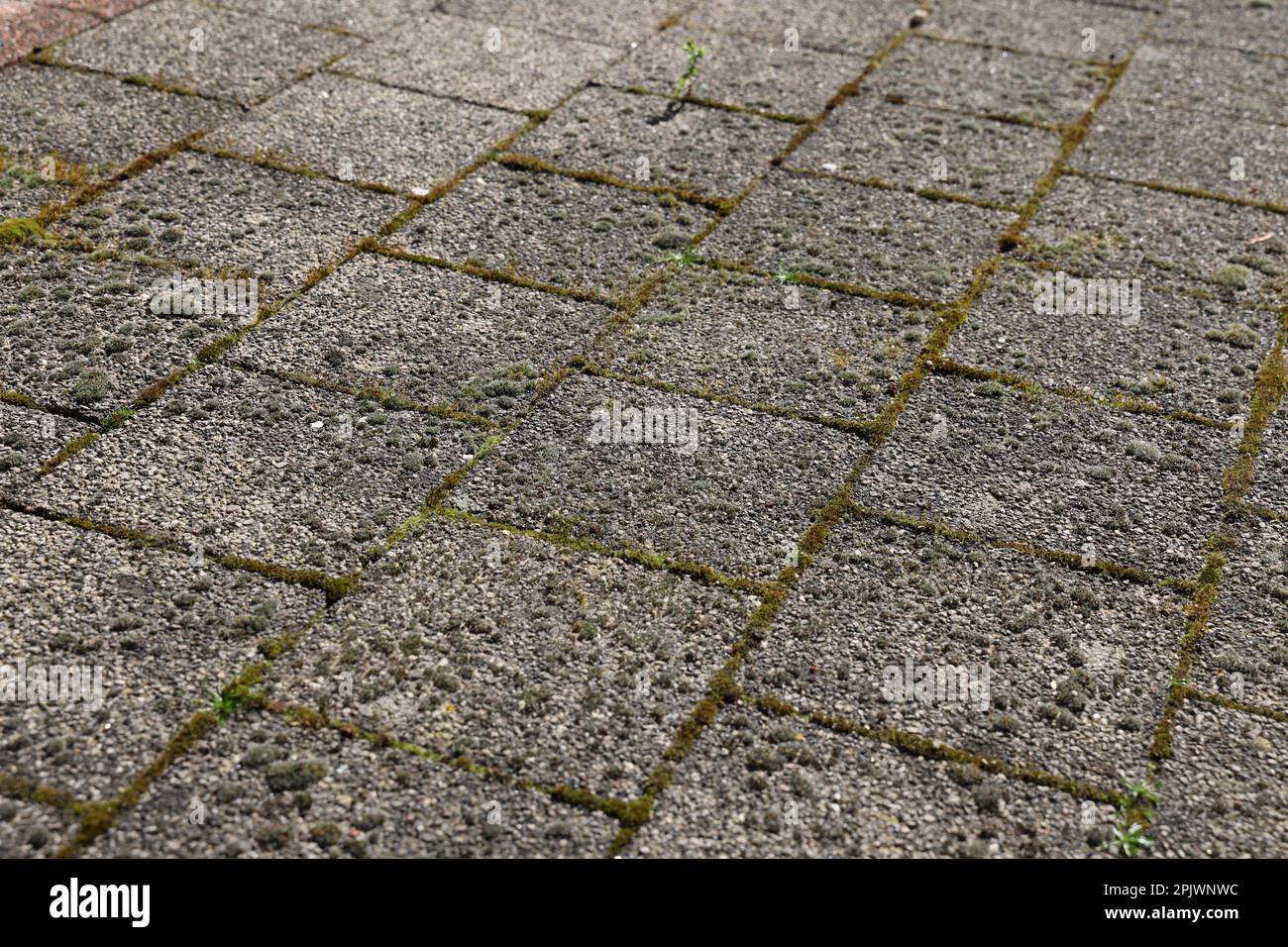 Vue sur les dépôts verts, lichen et mousse sur les carreaux de la terrasse Banque D'Images