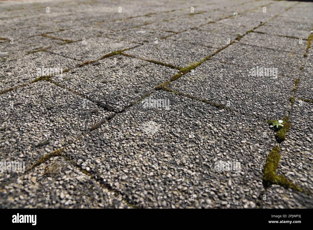 Vue sur les dépôts verts, lichen et mousse sur les carreaux de la terrasse Banque D'Images