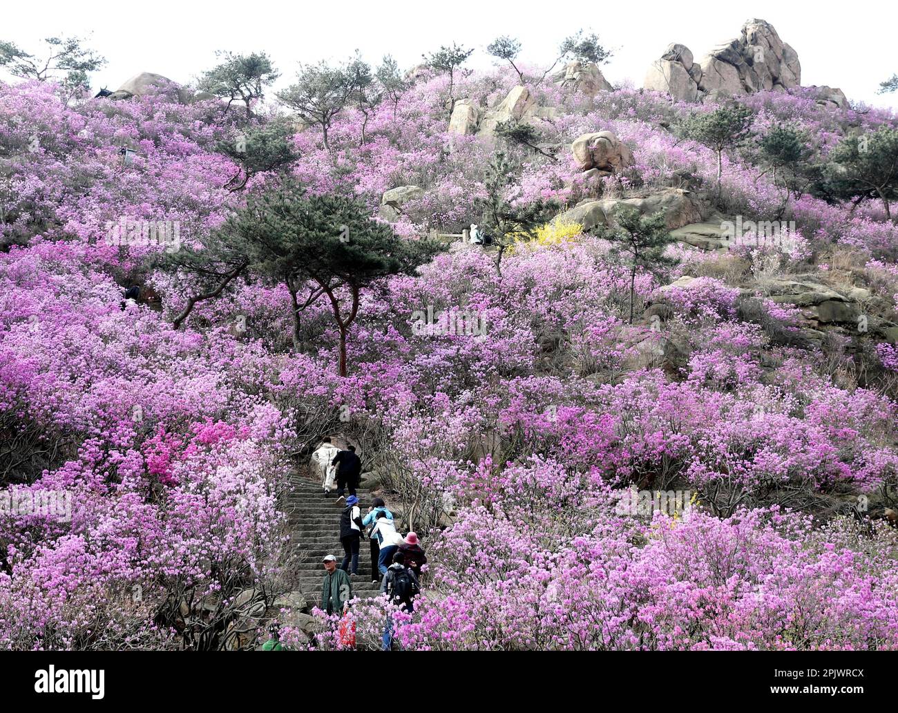 Les azalées sont en pleine floraison sur le mont Dazhu, dans la nouvelle zone de la côte ouest de la ville de Qingdao, dans la province de Shandong, en Chine orientale, le 1 avril 2023. (Photo de ChinaImages/Sipa USA) crédit: SIPA US/Alay Live News Banque D'Images
