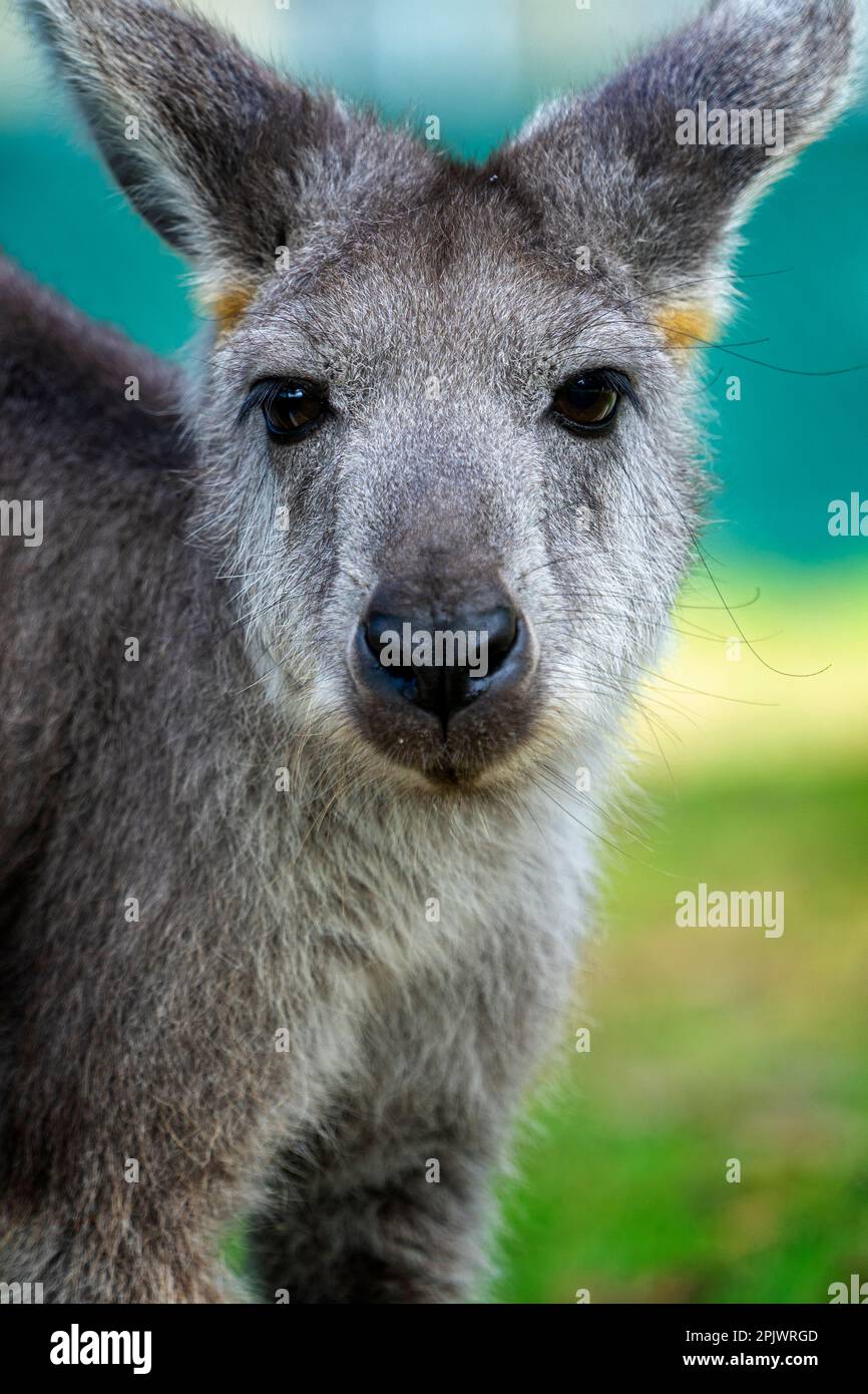 Euro ou Wallaroo (Macropus robustus robustus) Banque D'Images