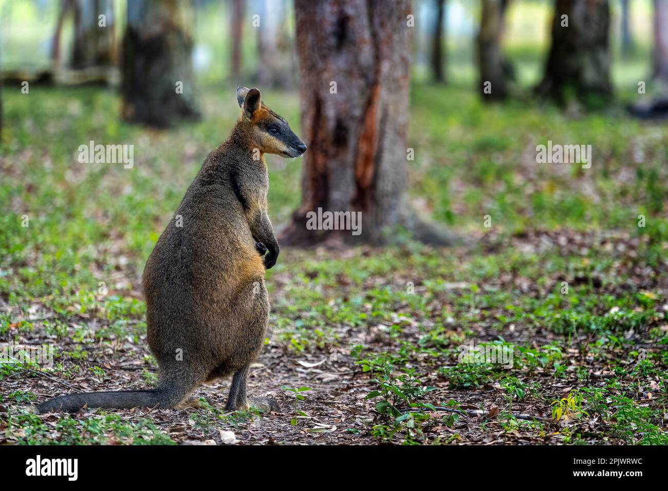 Marais wallaby (Wallabia bicolor) debout dans des bois ouverts. Queensland Australie. Banque D'Images