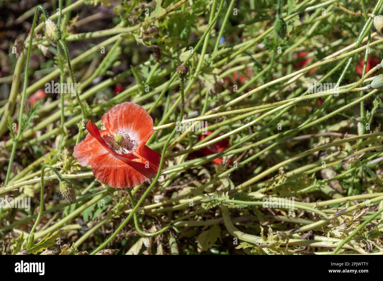Grande fleur rouge vif et boîtes de graines de pavot dans le jardin botanique Banque D'Images