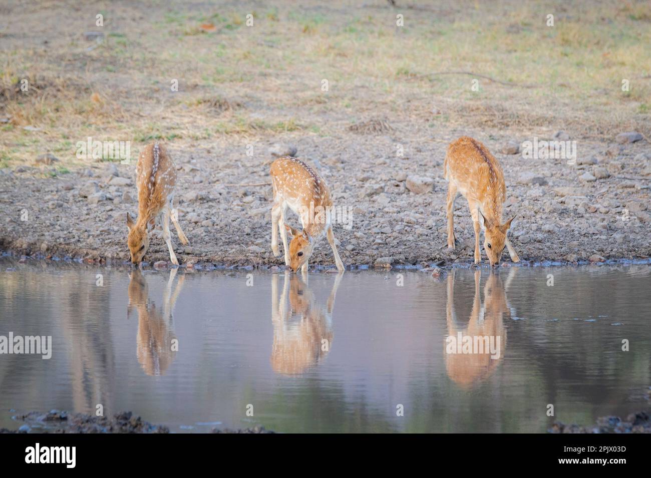 3 femelles, cerfs tachetés, boivent de l'eau en même temps depuis le lac. Beaux animaux bruns. Parc national de Ranthambore, Rajasthan, Inde Banque D'Images