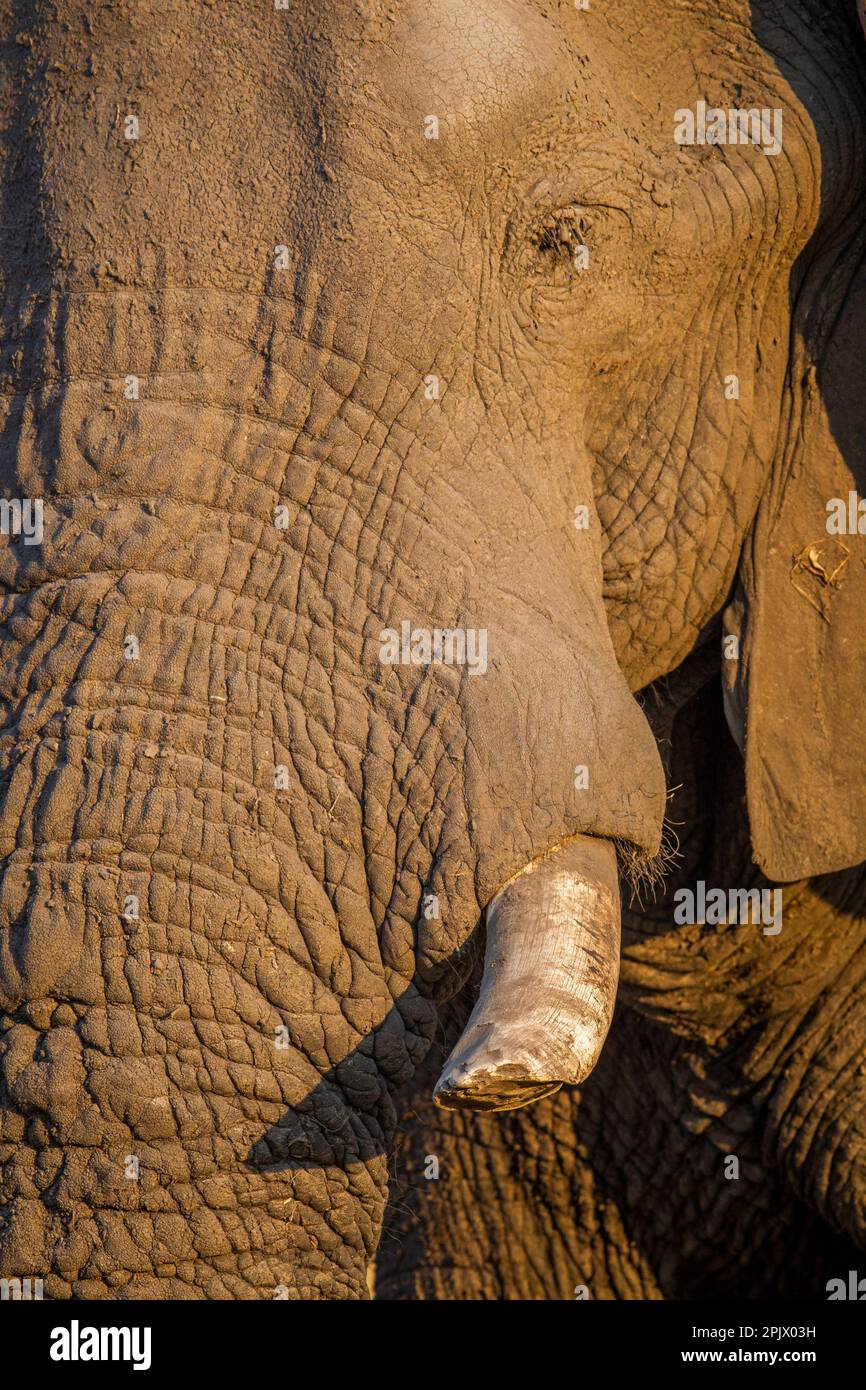 Vue latérale en gros plan de l'oeil d'éléphant et de tusk. Détails de tusk, peau et oeil. Okavango Delta, Botswana, Afrique Banque D'Images