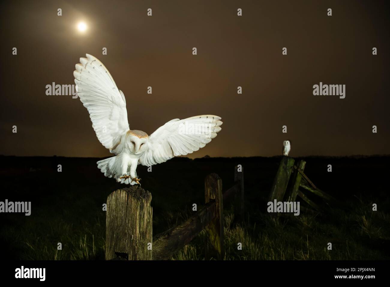 Hibou de la grange (Tyto alba) paire sous le clair de lune Banque D'Images