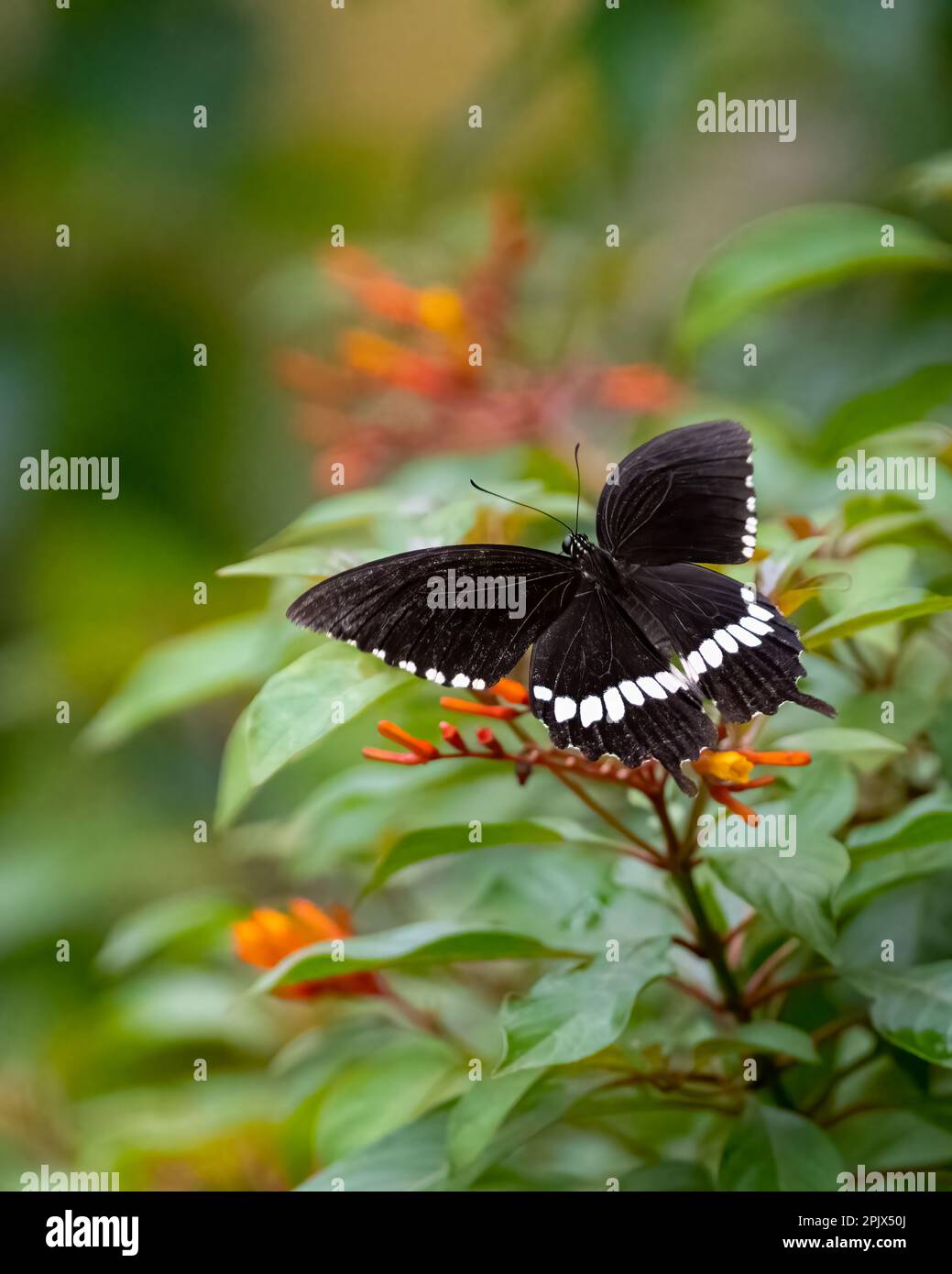 Un beau papillon commun mâle mormon (Papilio polytes) reposant sur une fleur de pompier avec ses ailes étalées ouvertes. Banque D'Images