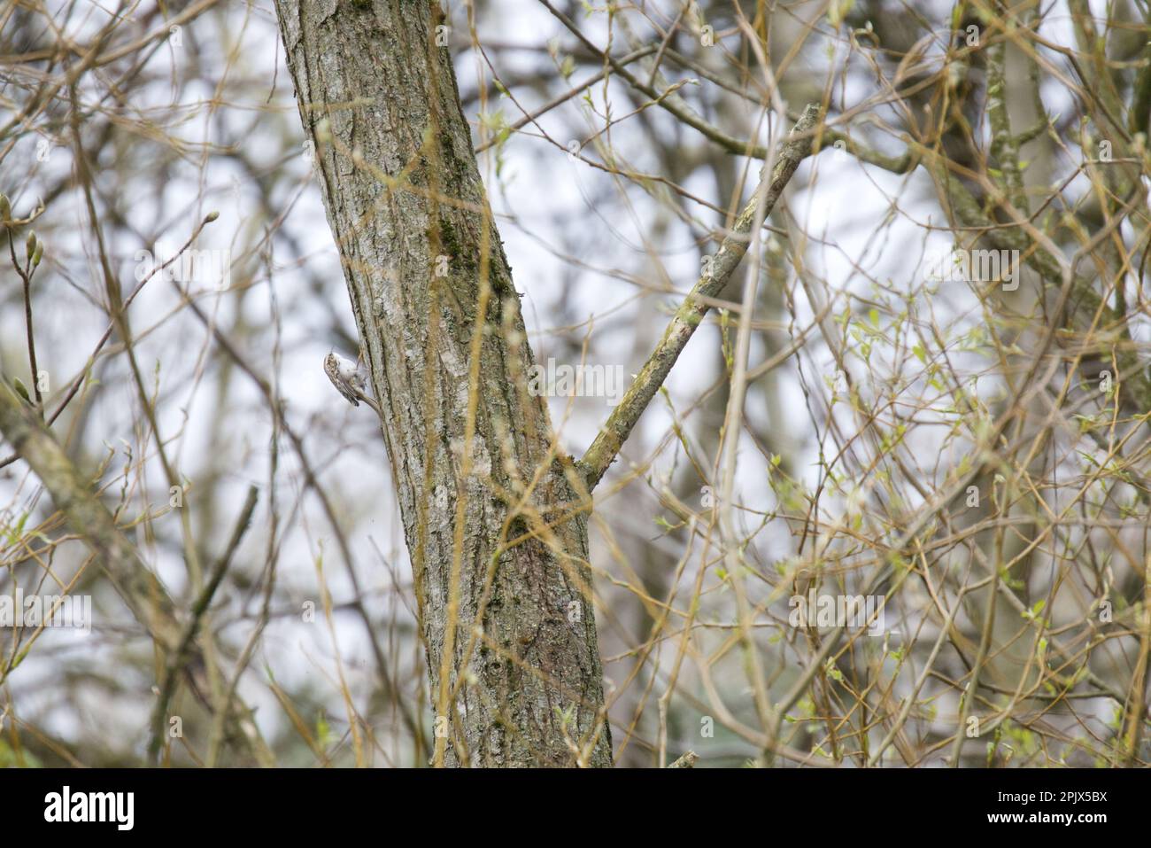 Treecreeper - Certhia familiaris escalade un vieux saule. Banque D'Images