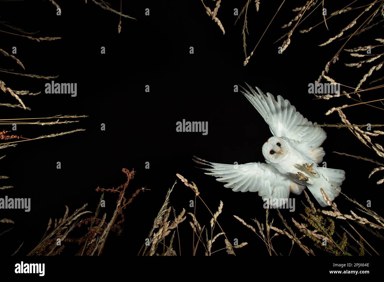 La chouette de la grange (Tyto alba) chasse d'en haut Banque D'Images