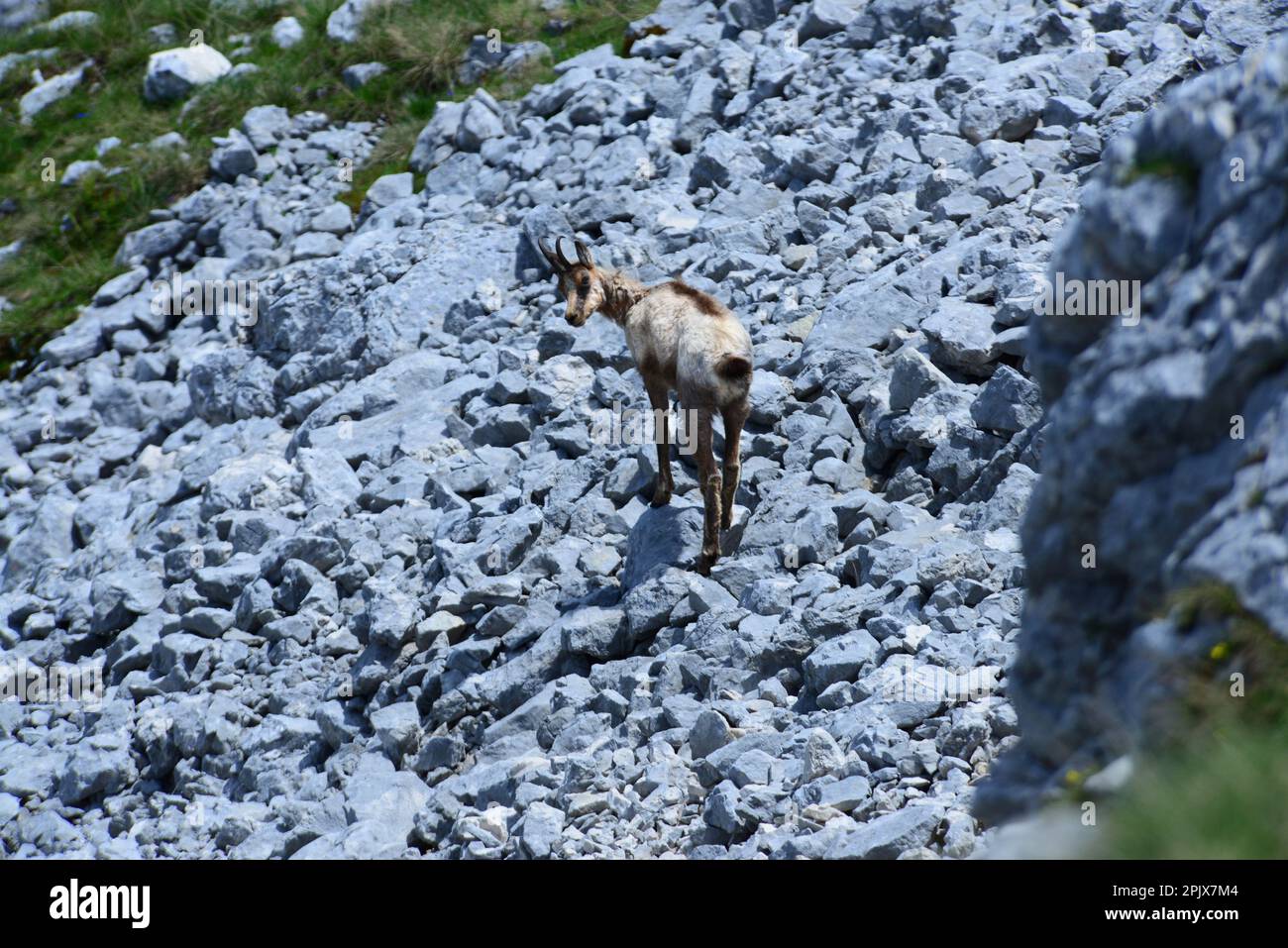 Chamois le long du Val di Rose dans le Parc National des Abruzzes, Italie Banque D'Images