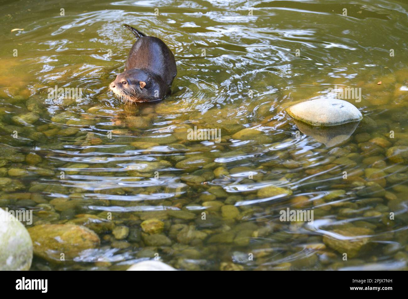 Otter tenu en captivité au PARC safari ZOOM Pinerolo, Turin Piémont Italie. Banque D'Images