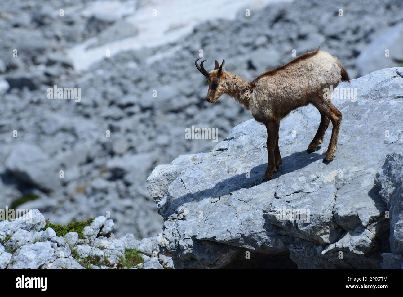 Chamois le long du Val di Rose dans le Parc National des Abruzzes, Italie Banque D'Images