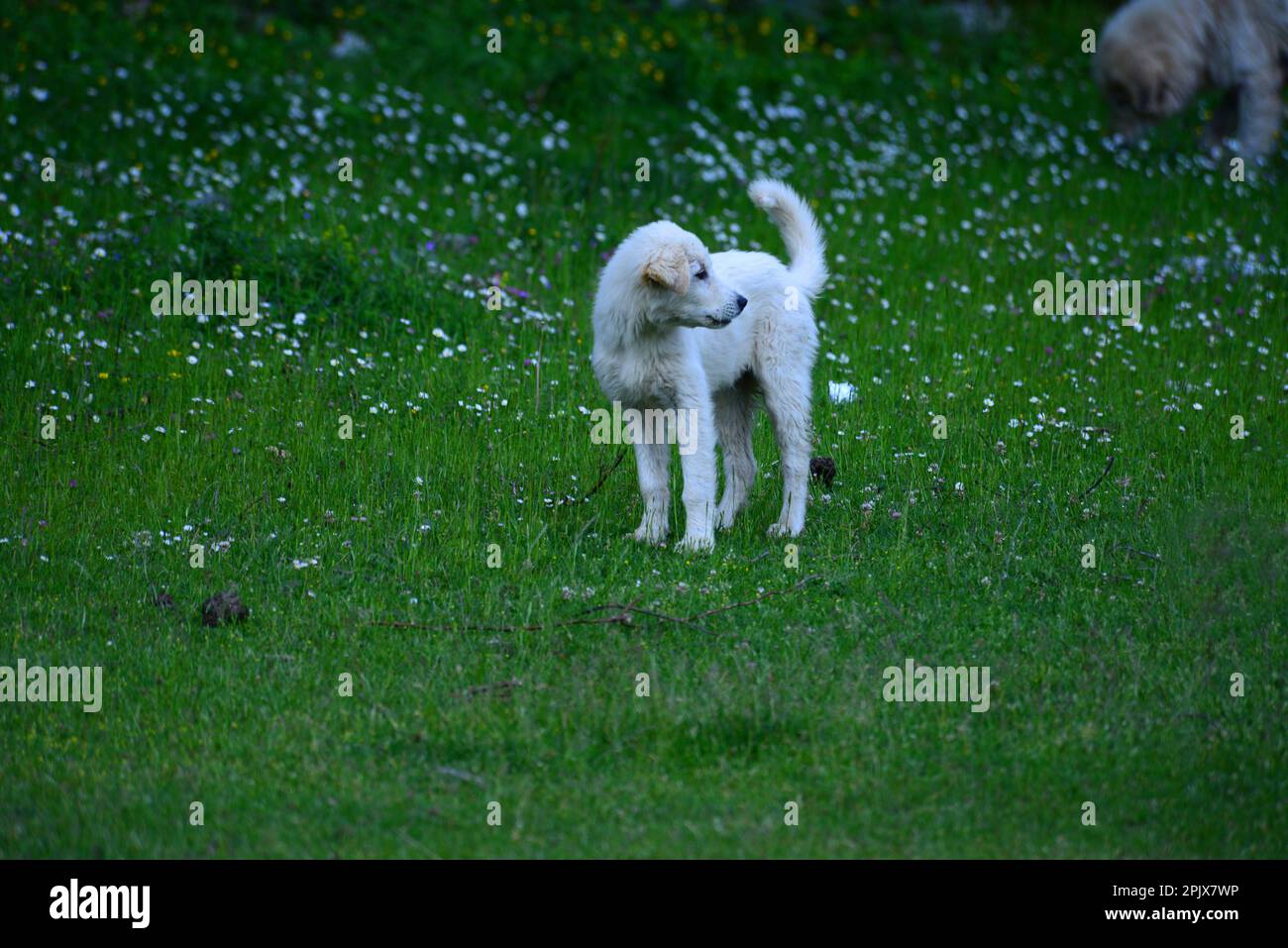 Troupeau de pâturage surveillé par des chiens errants des Abruzzes dans le parc national des Abruzzes, Italie Banque D'Images