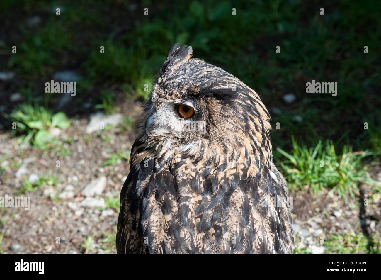 La chouette à cornes, le nom de genre Bubo est latin pour la chouette-aigle eurasienne. Photo prise en captivité à Aprica, Lombardie, Italie, Europe Banque D'Images