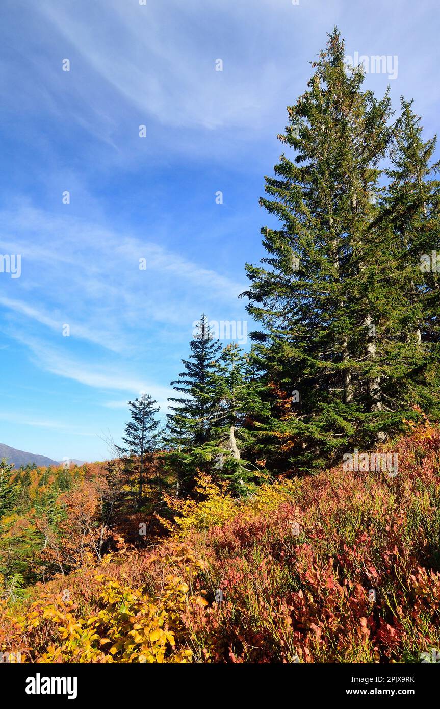 Randonnée jusqu'au sommet de Monte Gòmito à l'automne; Abetone; Montagna Pistoiese; Pistoia; Toscane; Italie ; Europe Banque D'Images