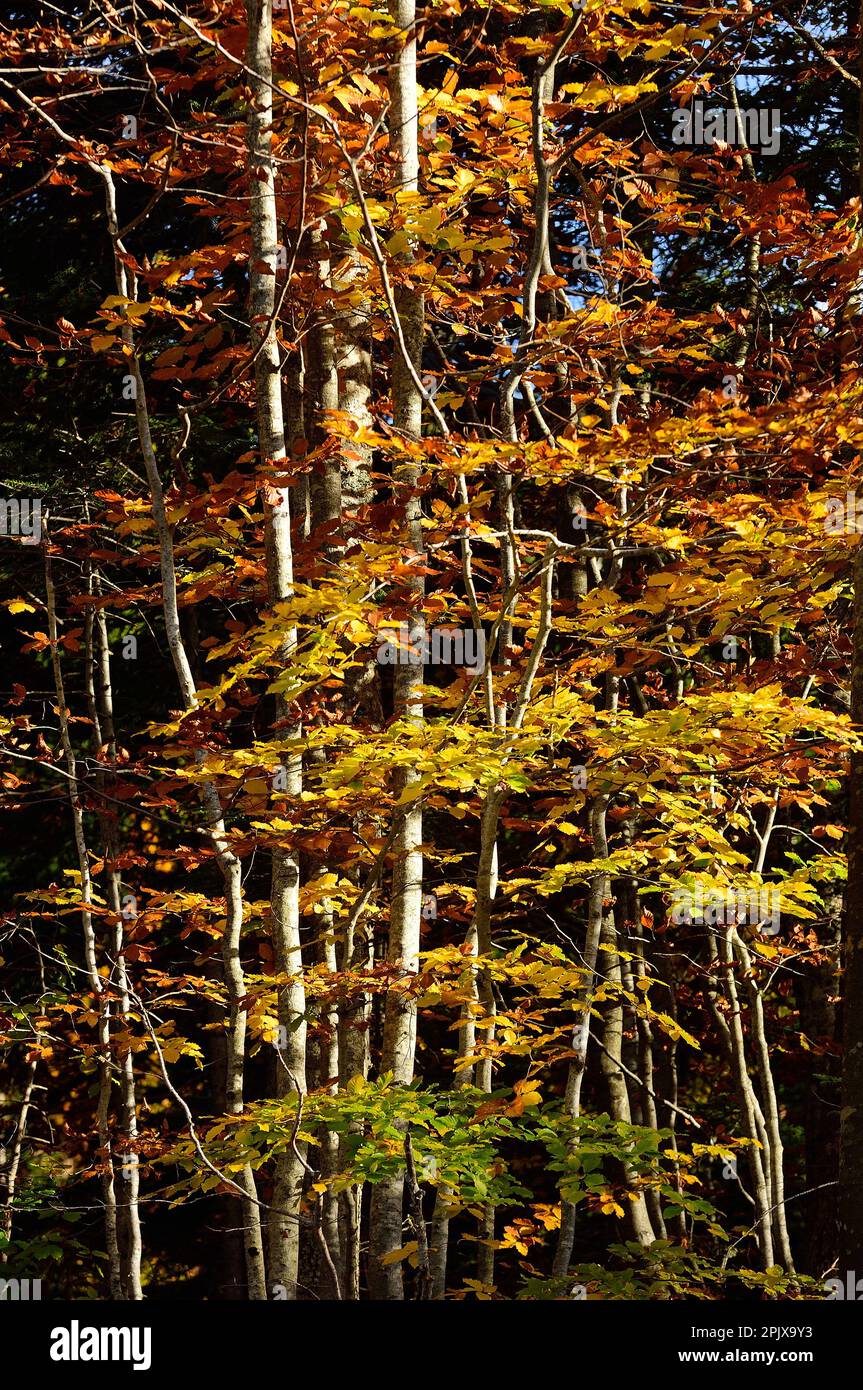 Randonnée jusqu'au sommet de Monte Gòmito à l'automne; Abetone; Montagna Pistoiese; Pistoia; Toscane; Italie ; Europe Banque D'Images