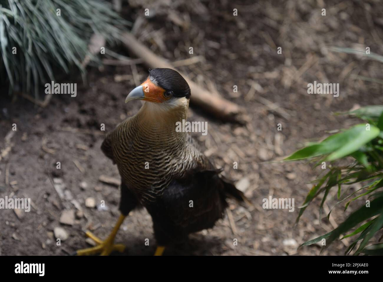 Caracara à crête Polyborus plancus. Photo prise en captivité à Oasi di Sant'Alessio, Sant'Alessio con Vialone, Pavie, Lombardie, Italie, Europe Banque D'Images