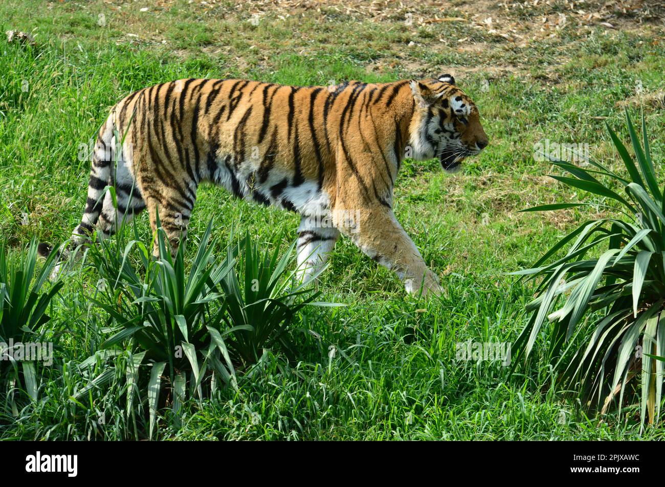 Le tigre de Sibérie est un tigre d’une population spécifique de la sous-espèce Panthera tigris tigris originaire de l’extrême-Orient russe, dans le nord-est de la Chine. Image Banque D'Images
