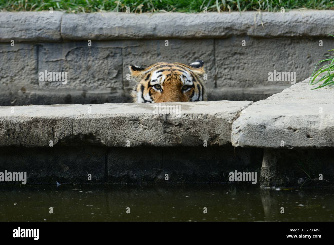 Le tigre de Sibérie est un tigre d’une population spécifique de la sous-espèce Panthera tigris tigris originaire de l’extrême-Orient russe, dans le nord-est de la Chine. Image Banque D'Images
