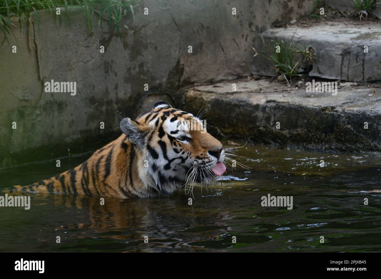 Le tigre de Sibérie est un tigre d’une population spécifique de la sousespèce Panthera tigris