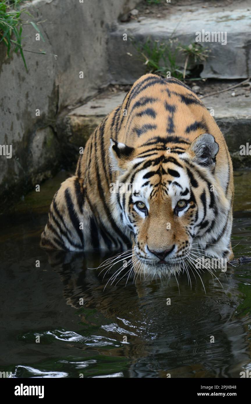 Le tigre de Sibérie est un tigre d’une population spécifique de la sous-espèce Panthera tigris tigris originaire de l’extrême-Orient russe, dans le nord-est de la Chine. Image Banque D'Images