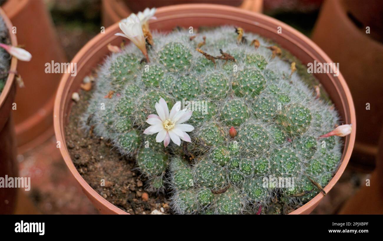 Le Mammillaria guelzowiana aux fleurs blanches est une espèce de plantes de la famille des Cactaceae. Plantes gardées en pot pour la vente. Banque D'Images