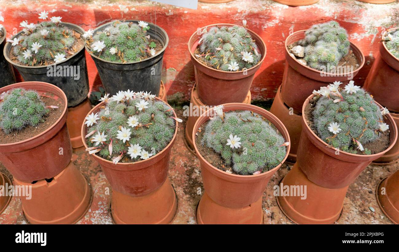 Le Mammillaria guelzowiana aux fleurs blanches est une espèce de plantes de la famille des Cactaceae. Plantes gardées en pot pour la vente. Banque D'Images