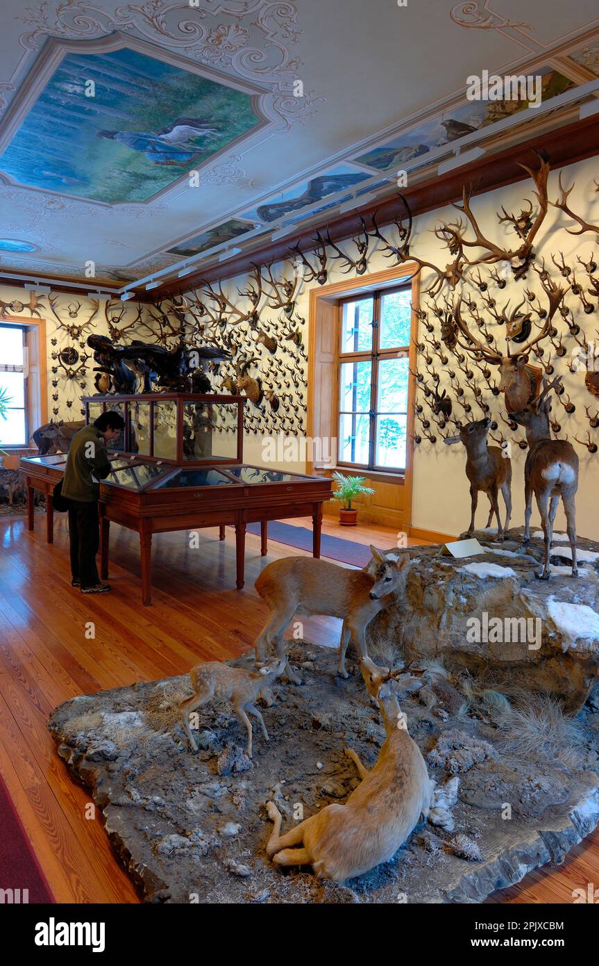 Musée régional de la faune alpine Beck-Peccoz à Gressoney, Vallée d'Aoste, Italie, Europe Banque D'Images