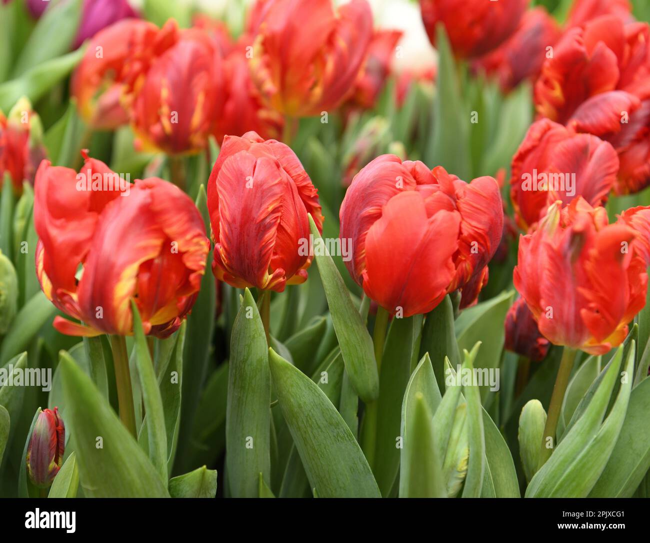 Doux et fantastique Double Rococo Parrot Tulips, grandes fleurs doubles au printemps Banque D'Images