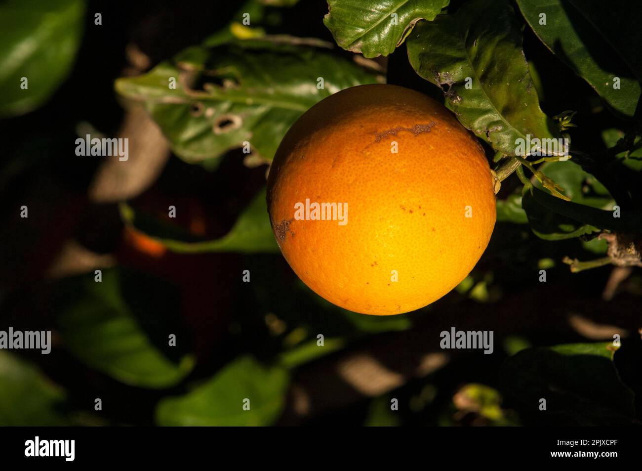 Orangers, Sicile, Italie, Europe. Banque D'Images