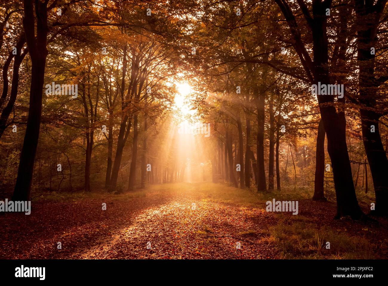 La lumière du soleil brille à travers les arbres dans une forêt avec des feuilles mortes sur un chemin pendant l'automne. Banque D'Images