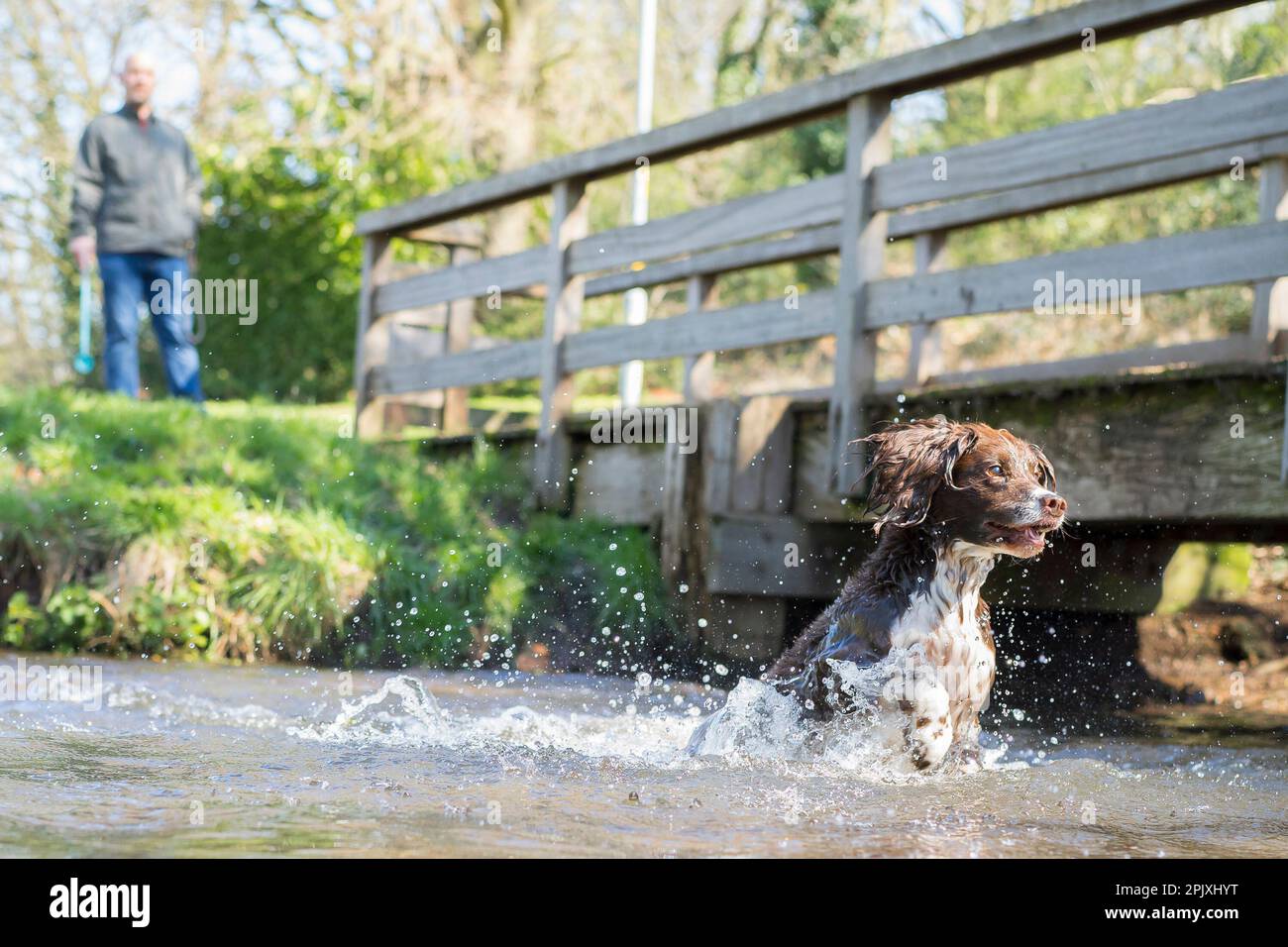 Kidderminster, Royaume-Uni. 4th avril 2023. Météo au Royaume-Uni : plein de soleil printanier et ciel bleu pour une journée parfaite dans l'eau. Un jeune chien éclabousse dans l'eau par une passerelle en bois qui poursuit après une balle. Crédit : Lee Hudson/Alay Live News Banque D'Images