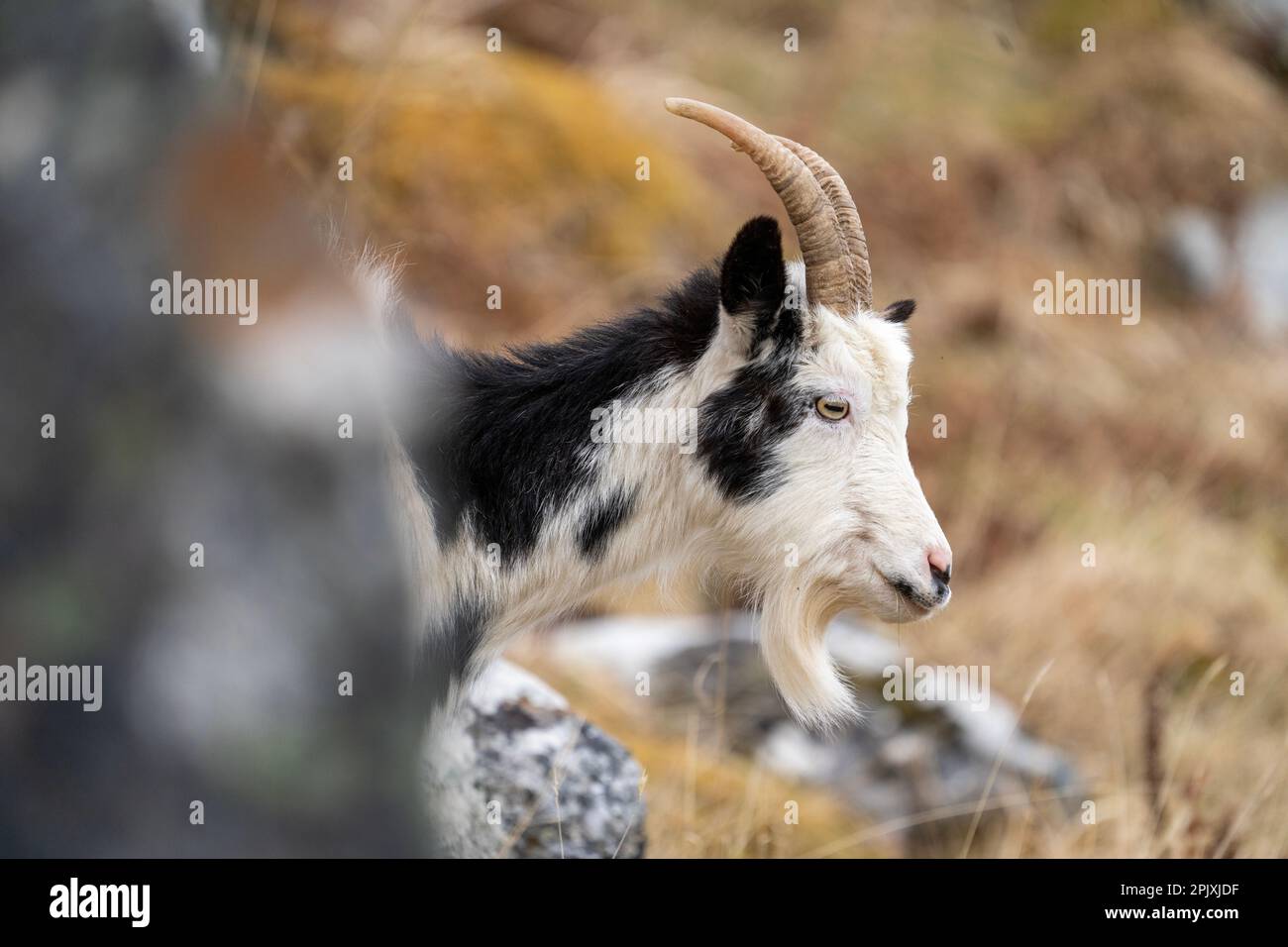 Goat sauvage écossais émergeant de derrière un rocher Banque D'Images