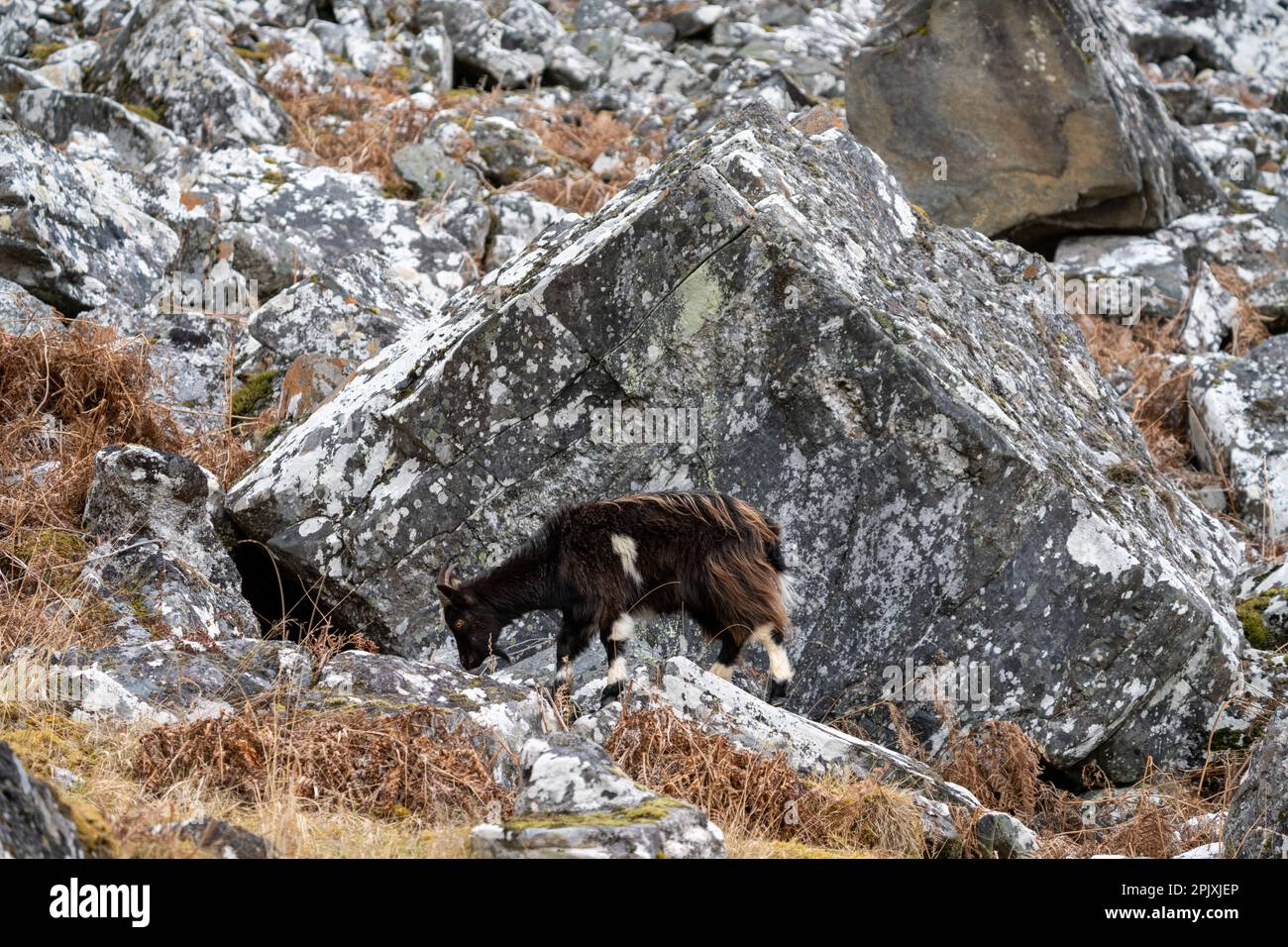 British Wild Goat dans le champ de rochers Banque D'Images