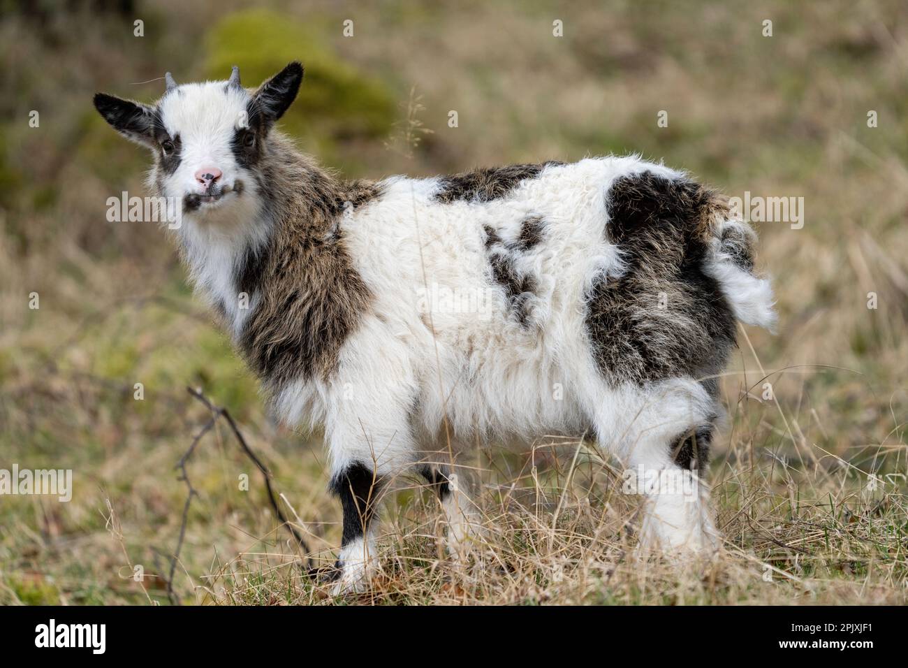 Portrait d'enfant de British Wild Goat Banque D'Images