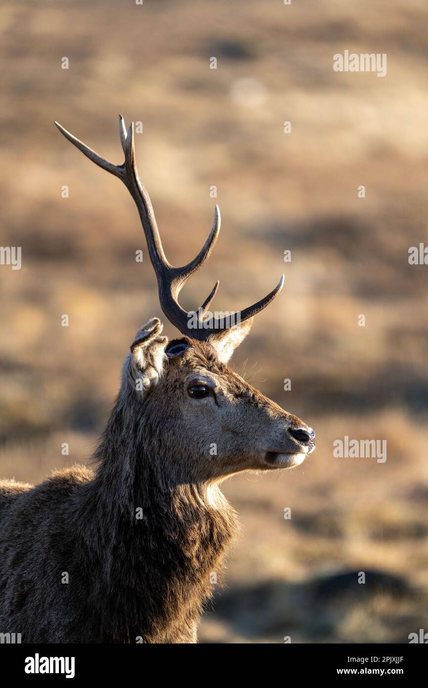 Portraits de Red Deer Stag à une seule antred Banque D'Images