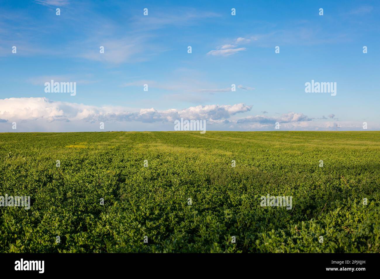 Vert prairie Banque de photographies et d’images à haute résolution - Alamy